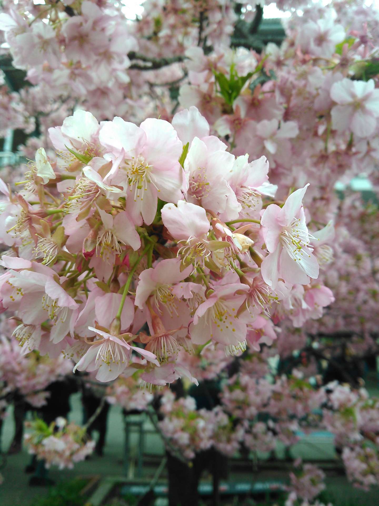 sakura0323さんのプロフィール画像