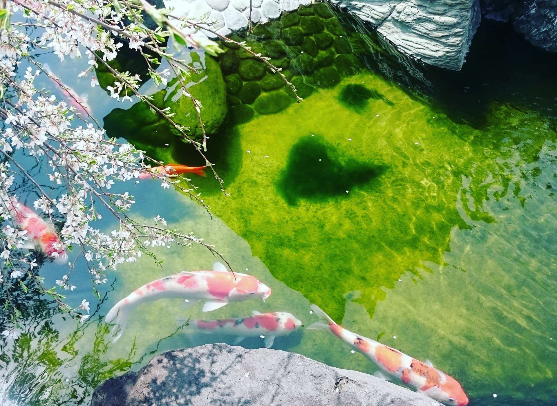 あかねさんのプロフィール画像