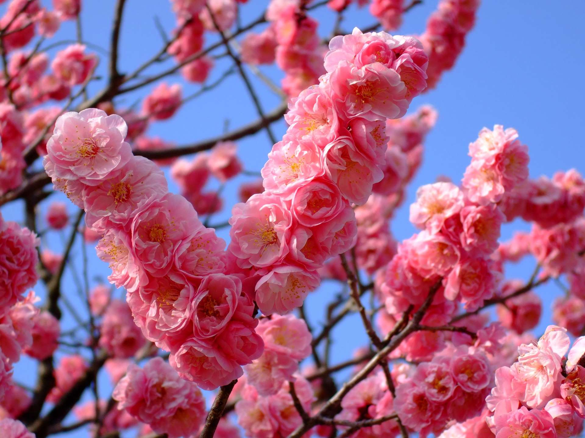 栗銀丼さんのプロフィール画像