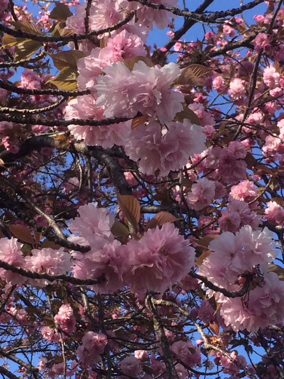 ゆっくりなウサギちゃんさんのプロフィール画像