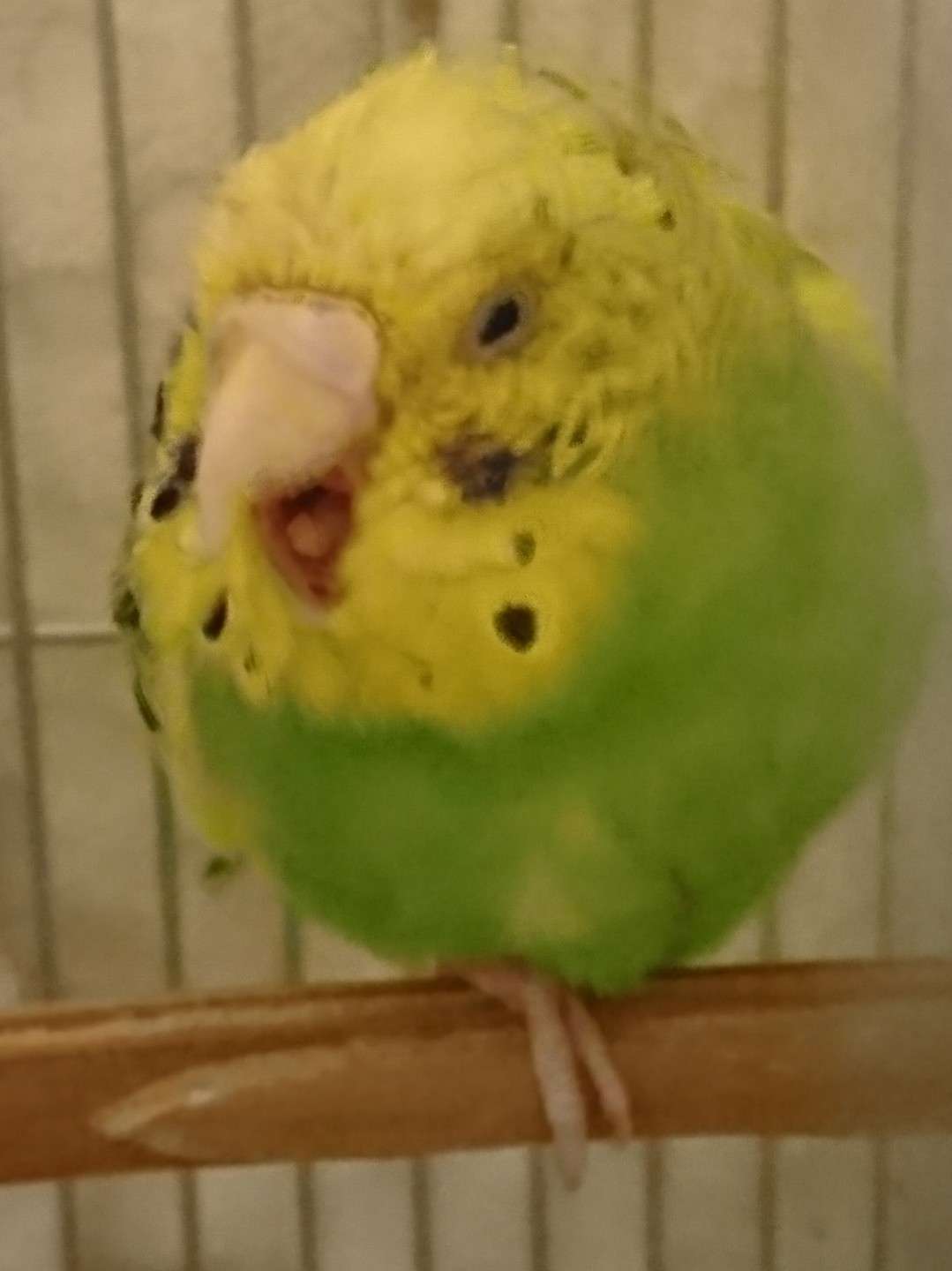 ともさんのプロフィール画像