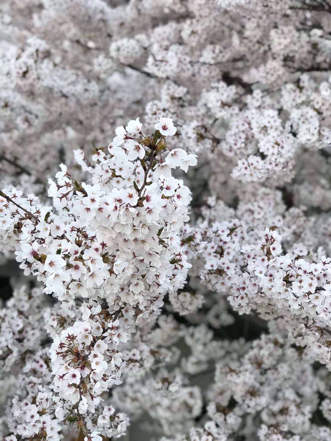 あちさんのプロフィール画像