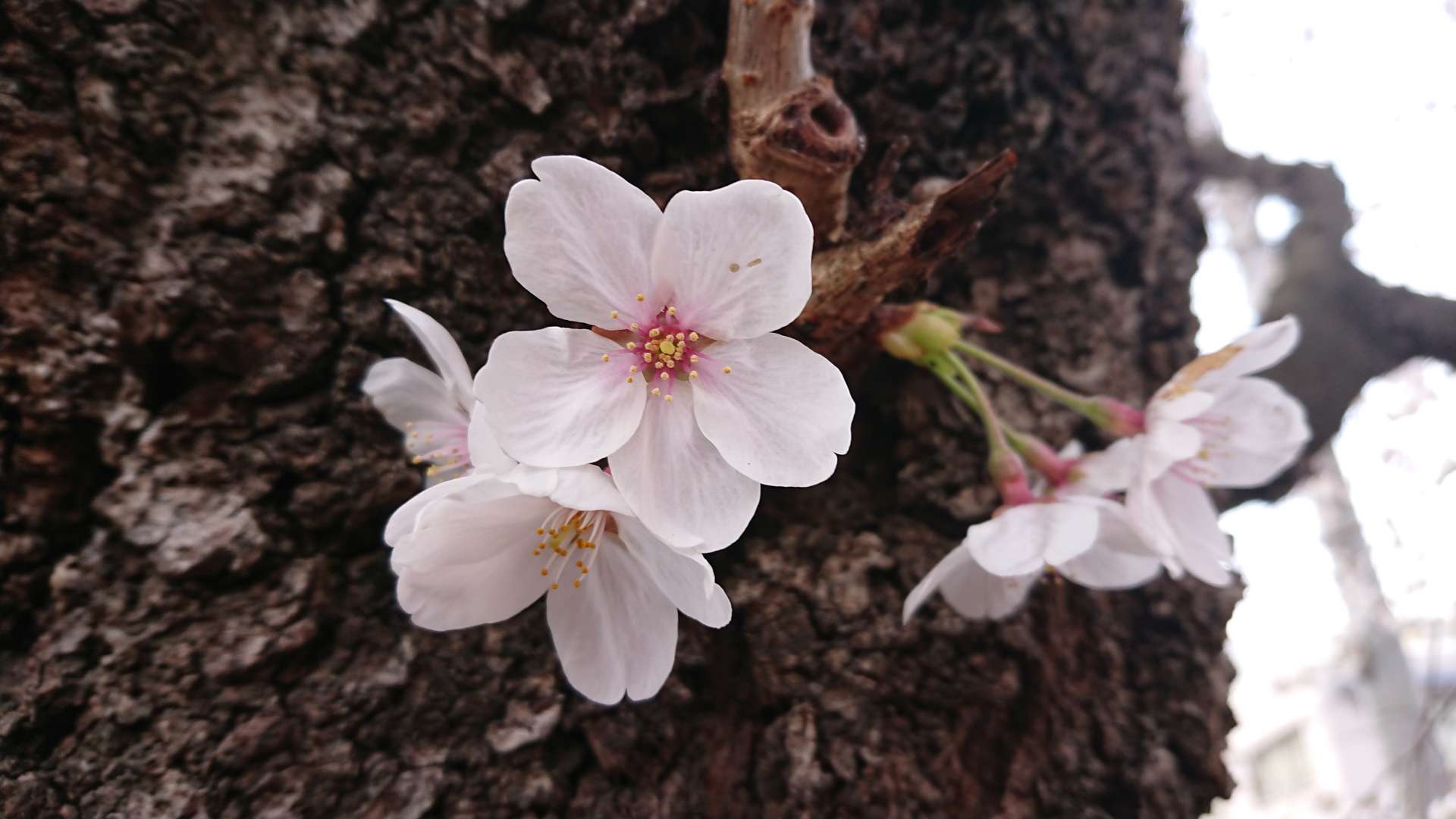 まりすけさんのプロフィール画像