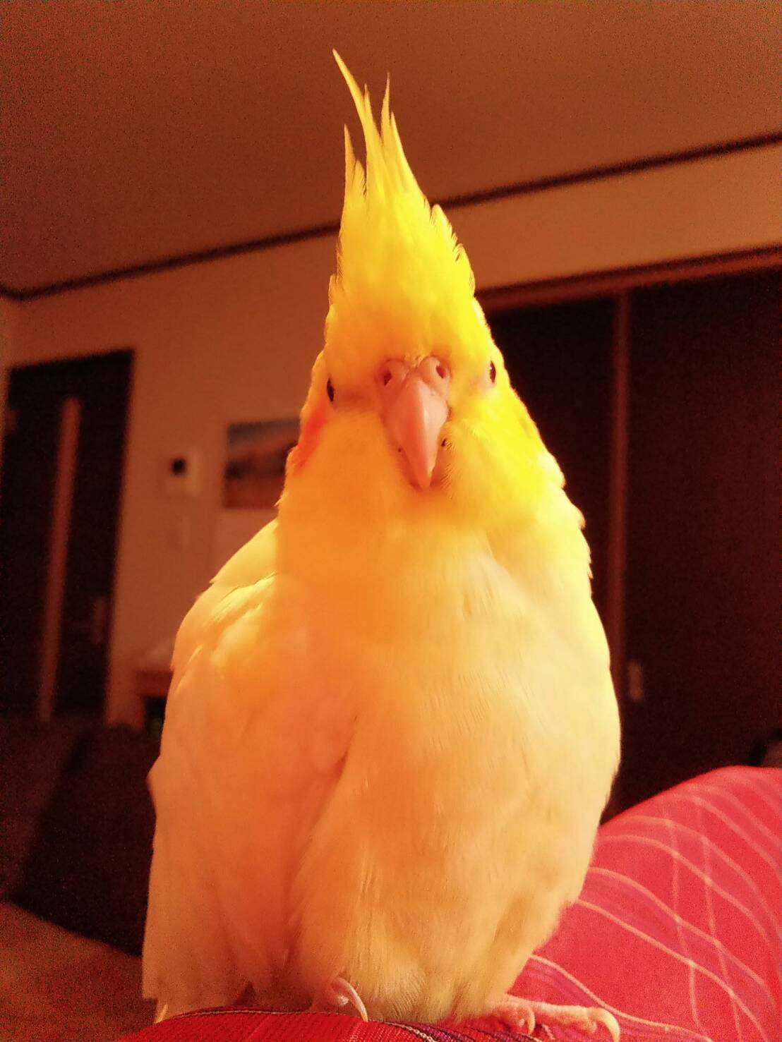 虎太郎さんのプロフィール画像