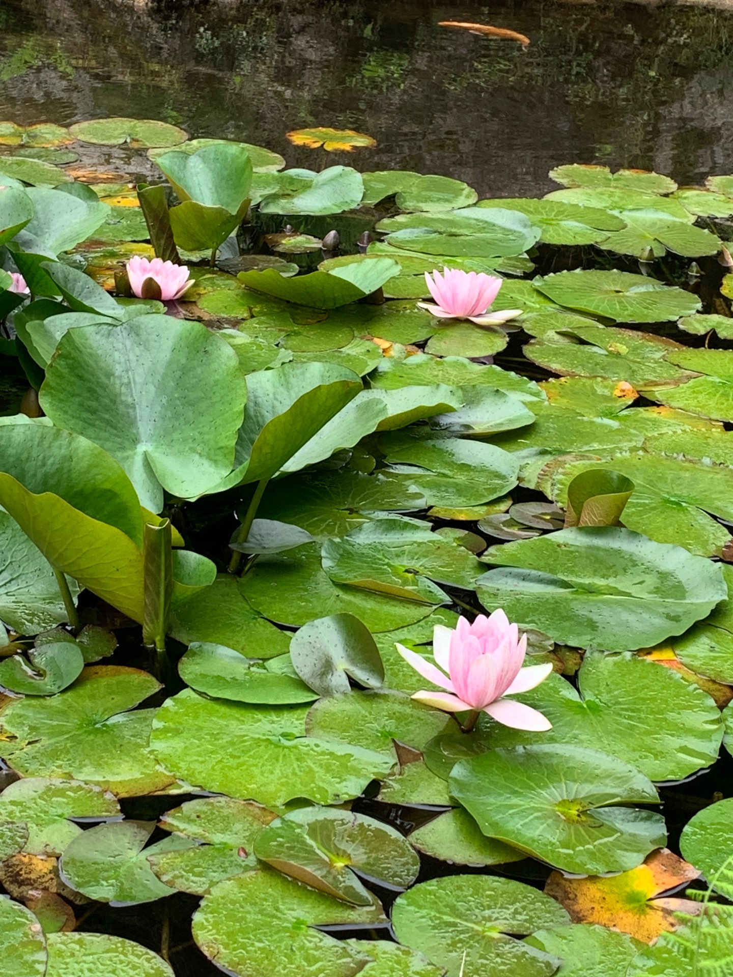 jumikoさんのプロフィール画像