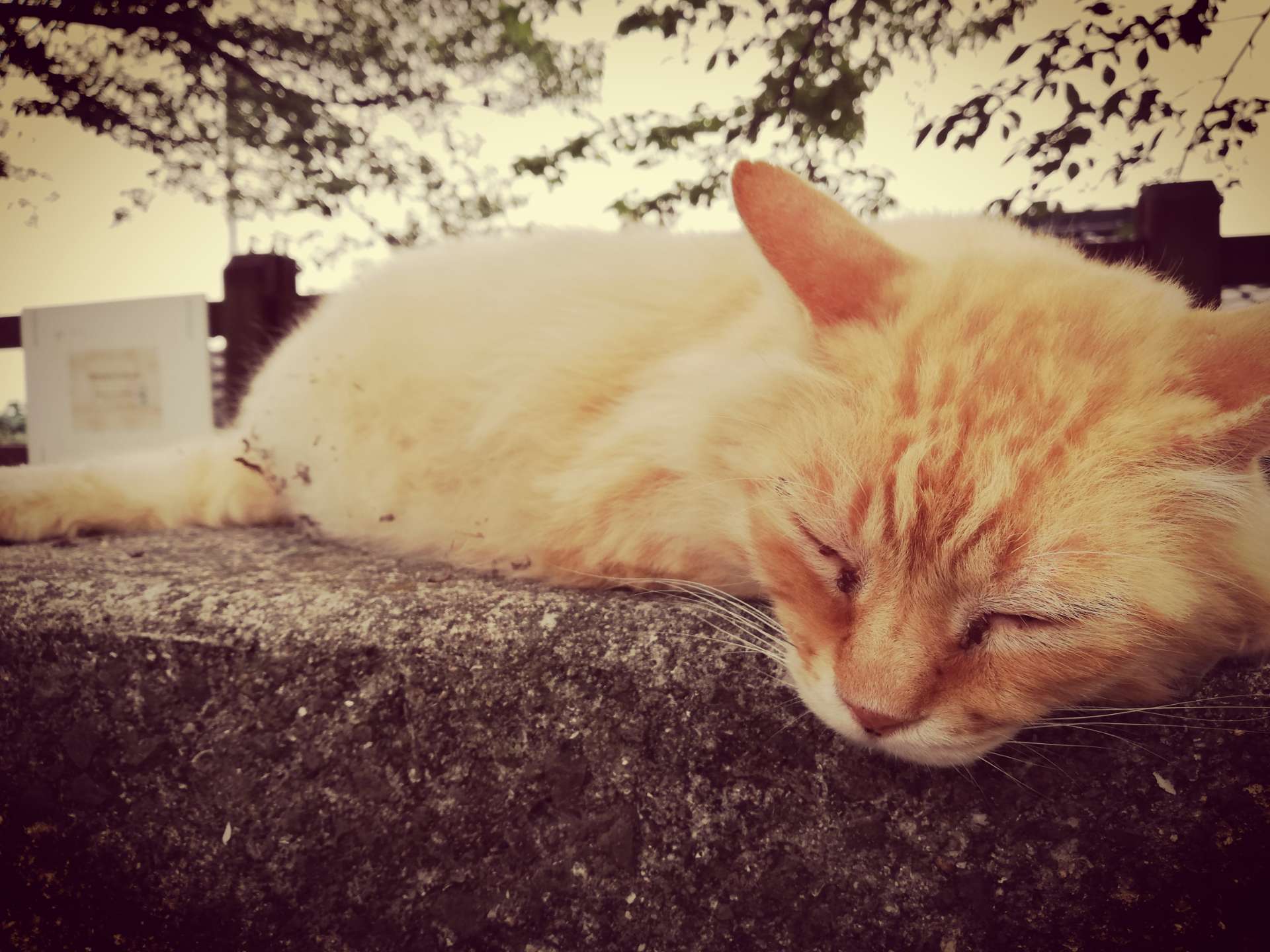 Gclefさんのプロフィール画像