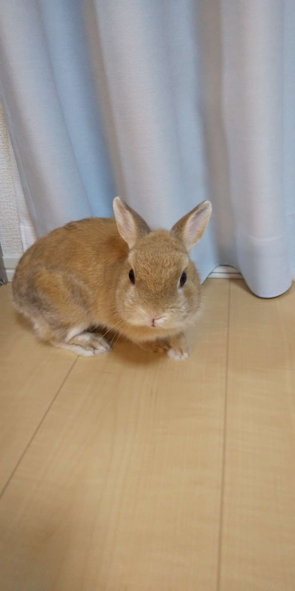 うさこさんのプロフィール画像