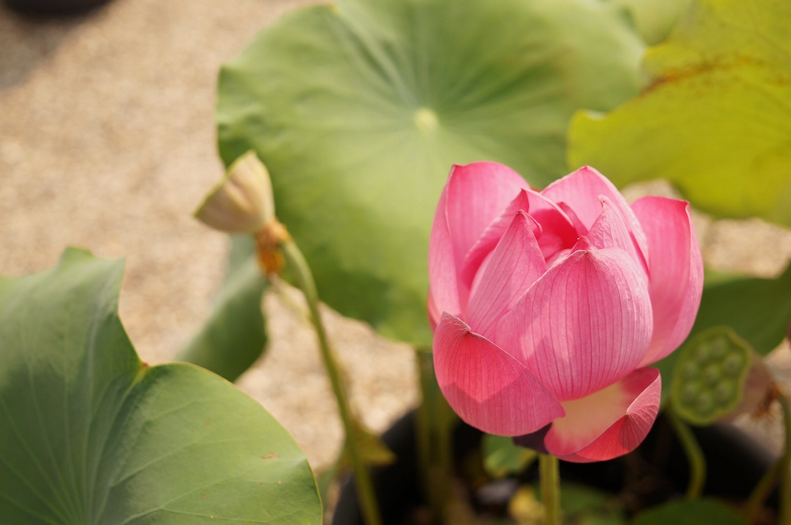 mocoさんのプロフィール画像