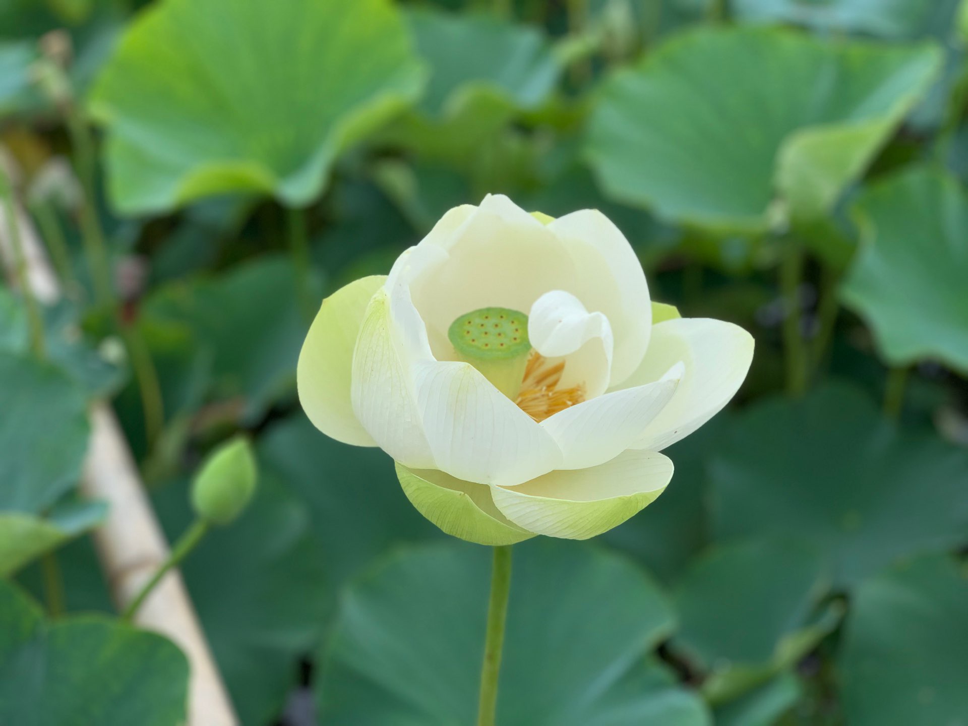 埋蔵金さんのプロフィール画像