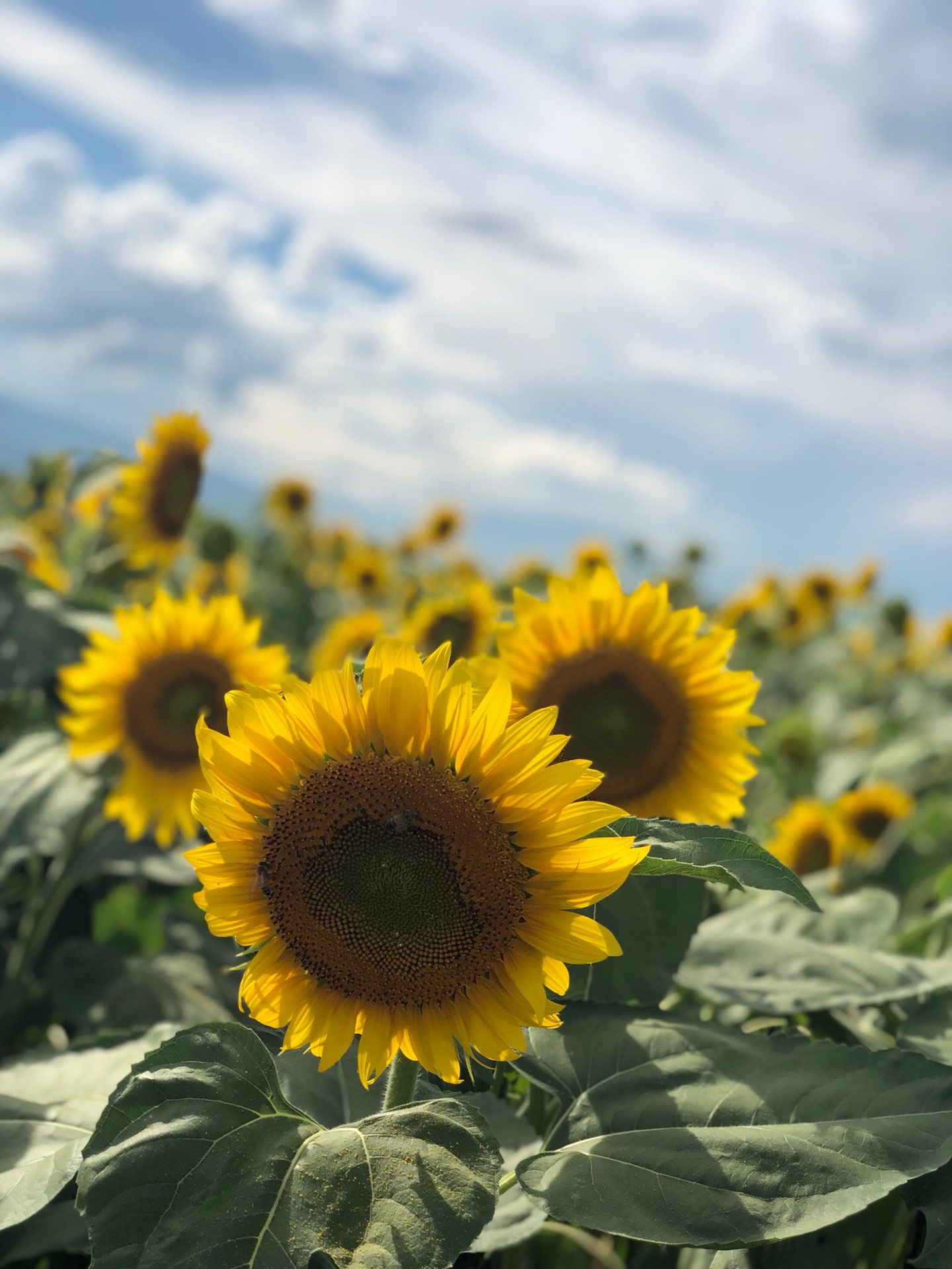 桜さんのプロフィール画像