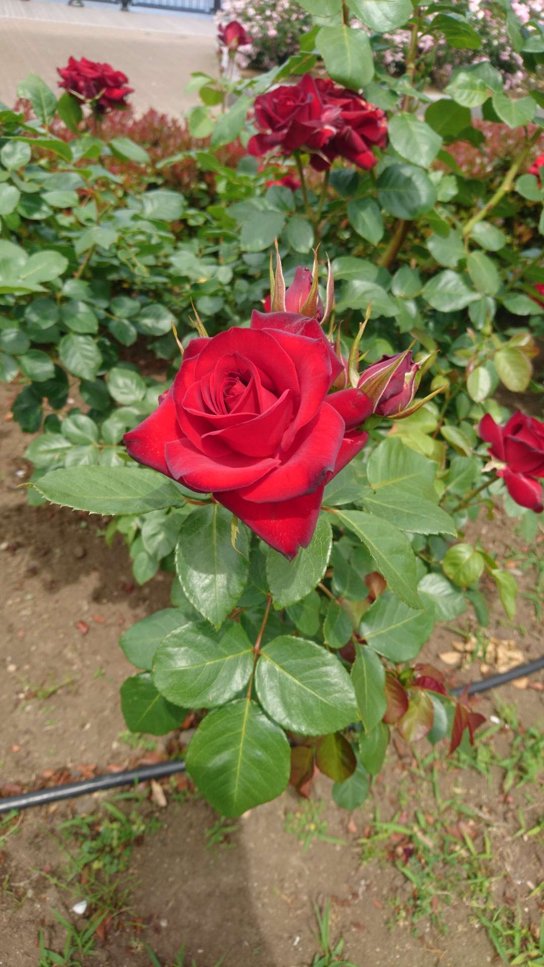 おきつねさまさんのプロフィール画像