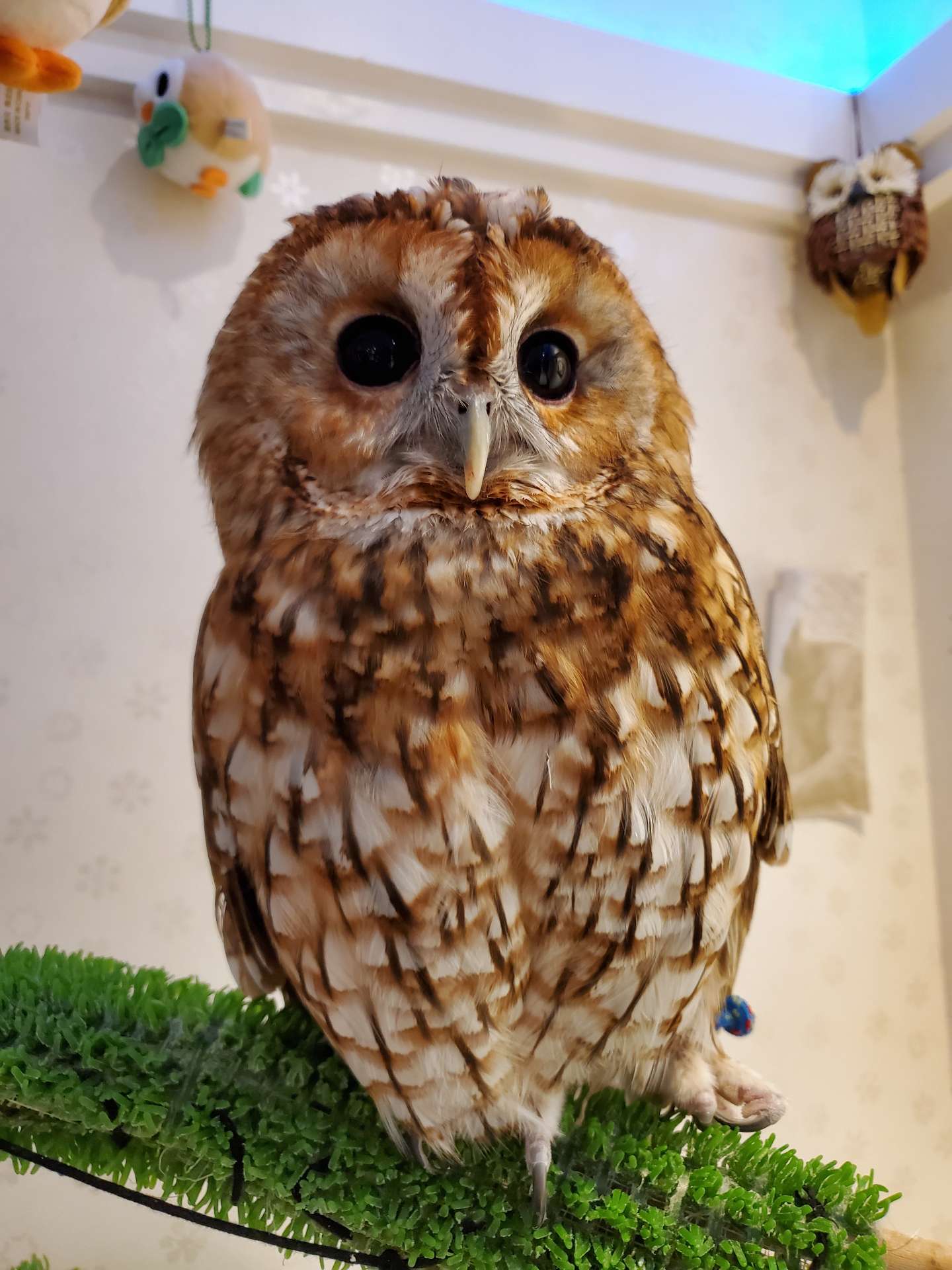 ぴよちゃんさんのプロフィール画像