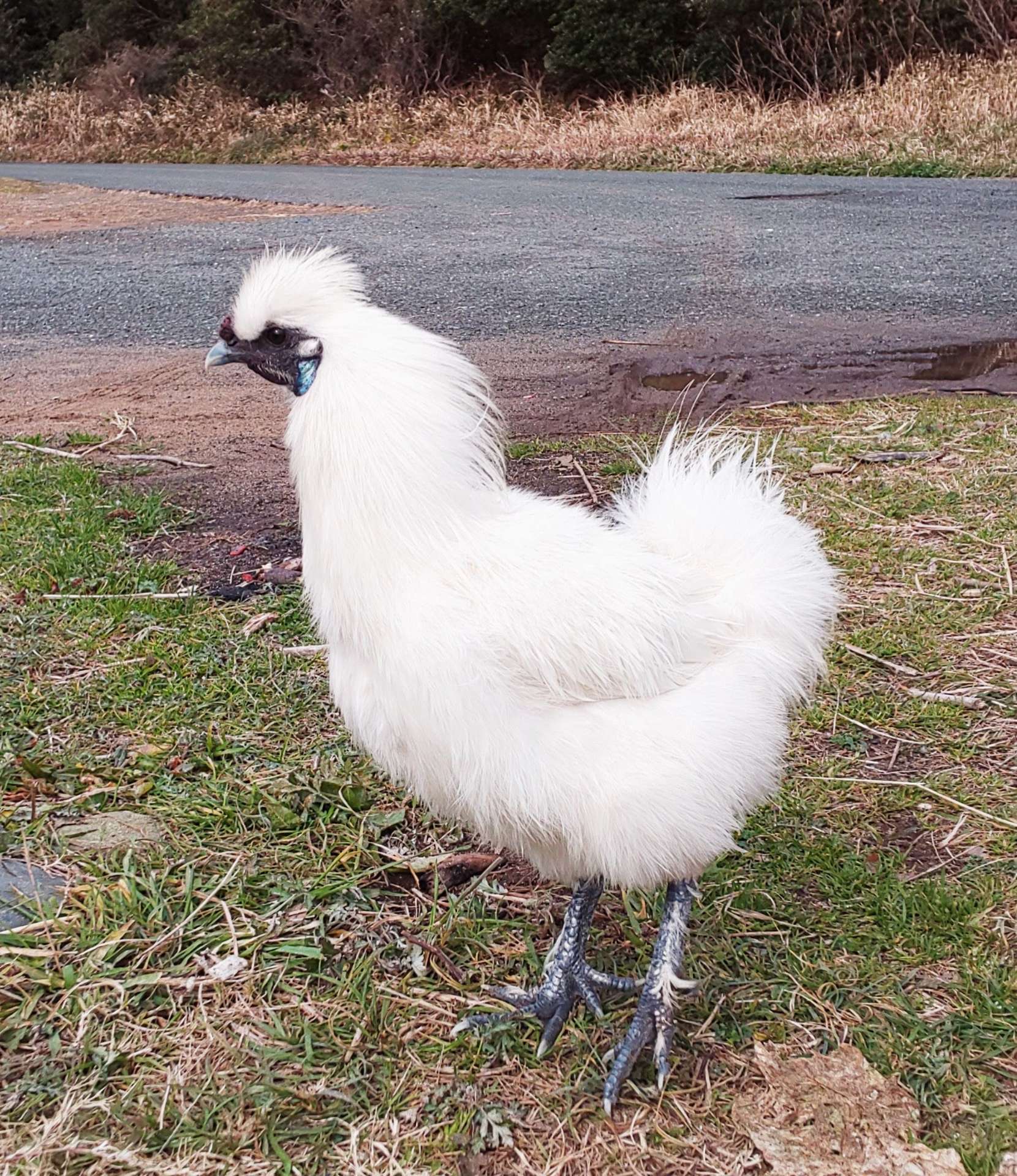 tkmr🐔さんのプロフィール画像