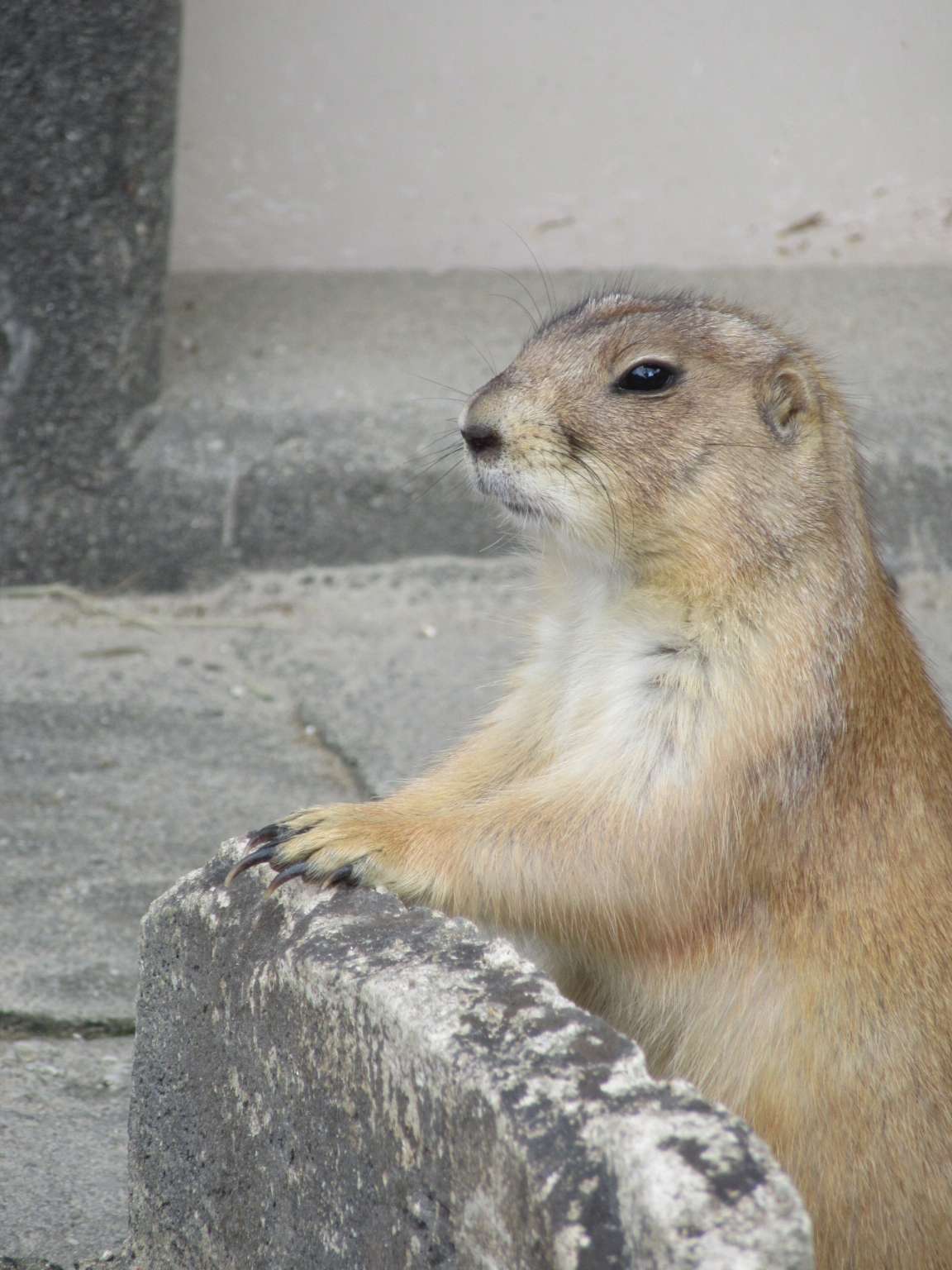 夏帆さんのプロフィール画像