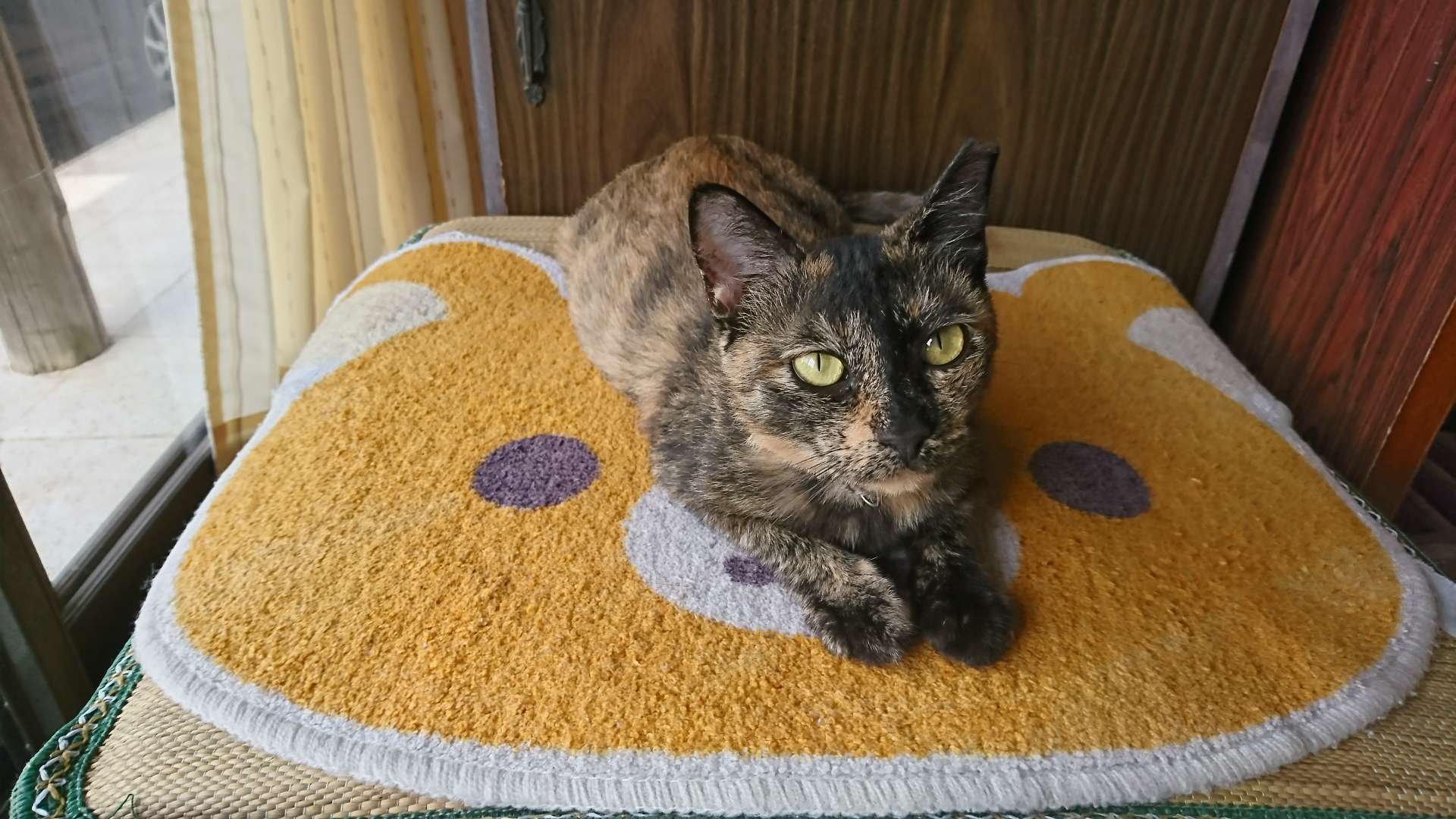 鼈甲猫さんのプロフィール画像