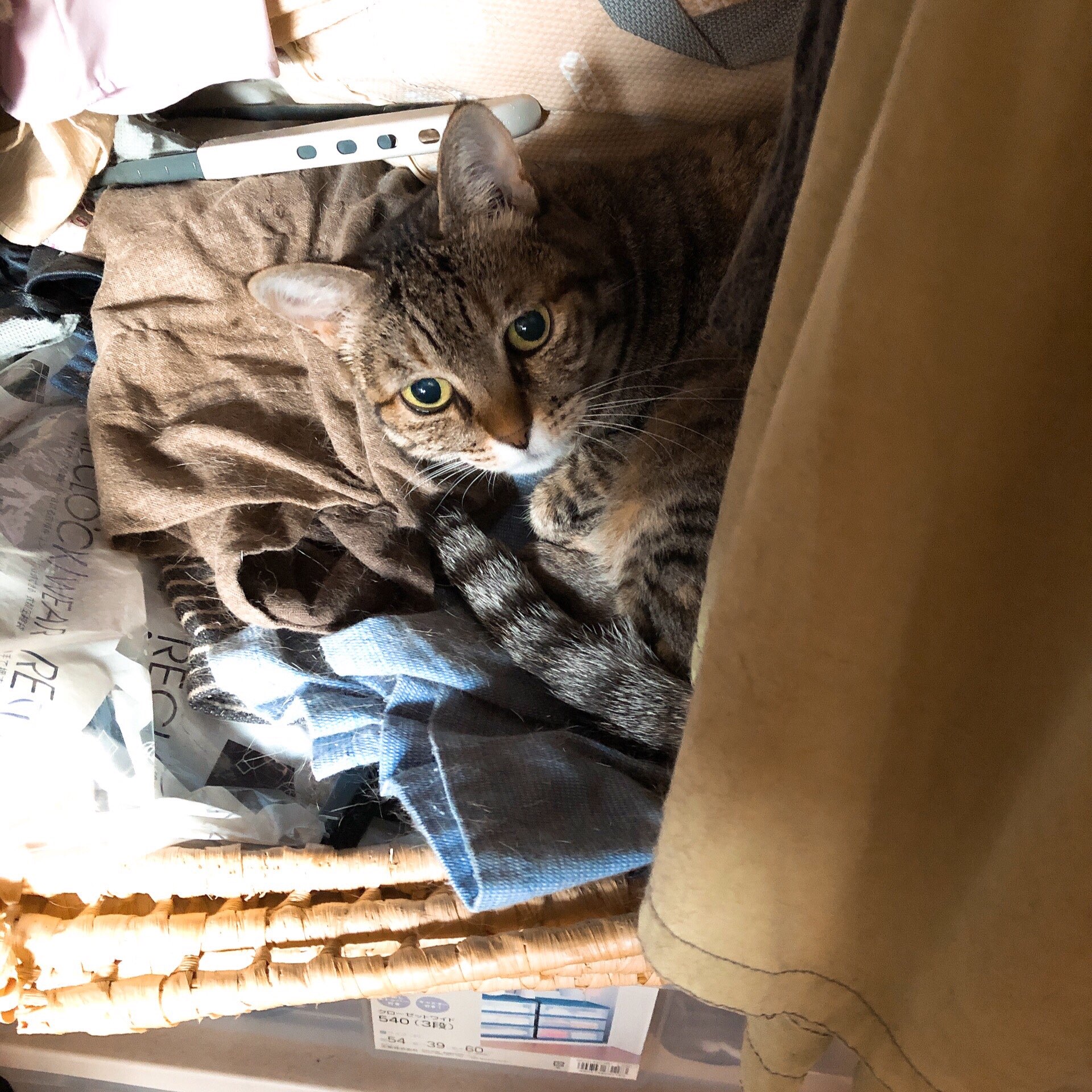 ゆずぺちさんのプロフィール画像