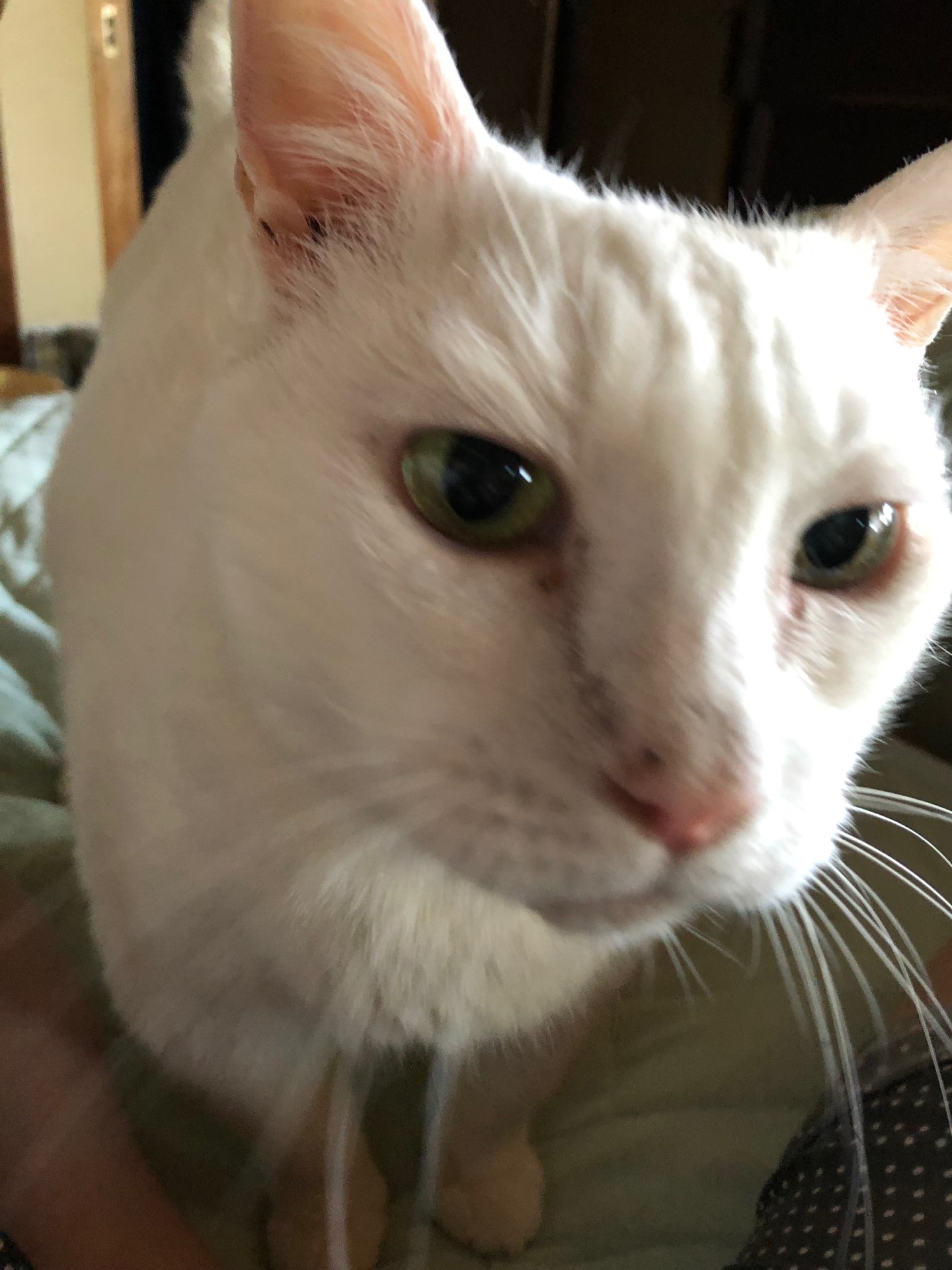 amicatさんのプロフィール画像