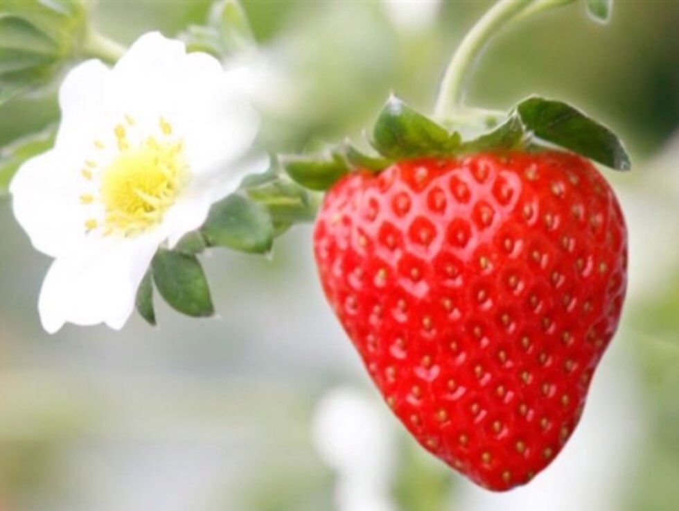 いちごさんのプロフィール画像