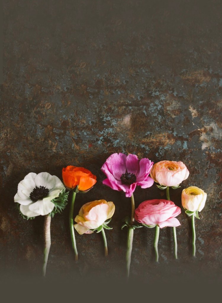 askameさんのプロフィール画像