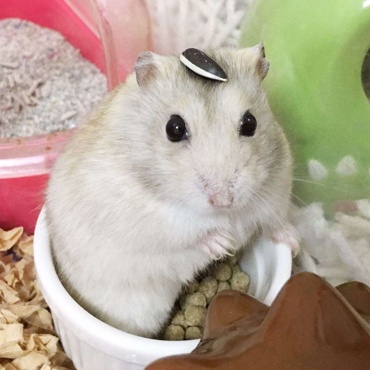 はむ子さんのプロフィール画像