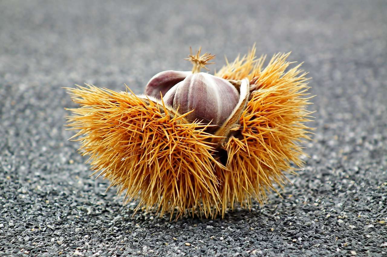 栗さんのプロフィール画像