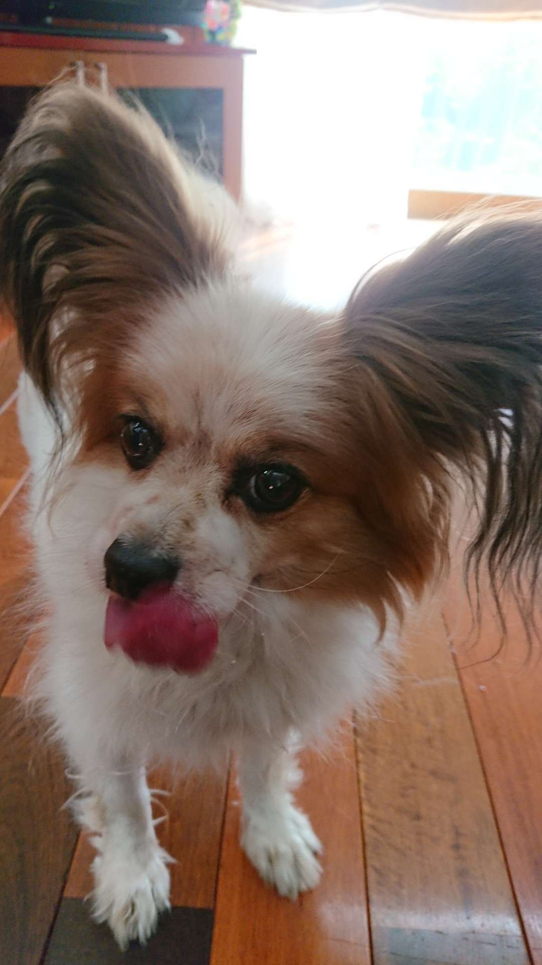 みたらしさんのプロフィール画像