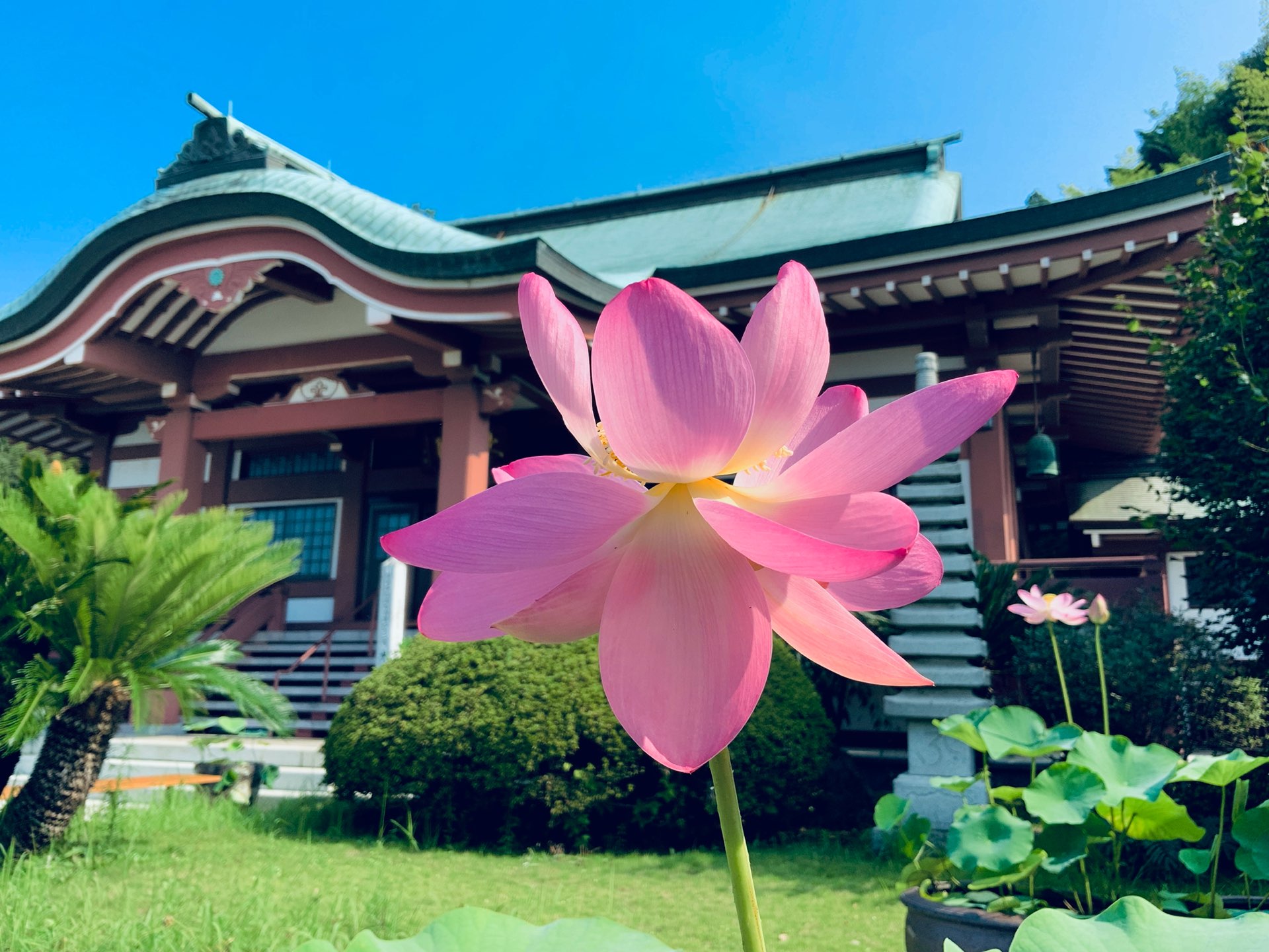 天童山 大雄院さんのプロフィール画像