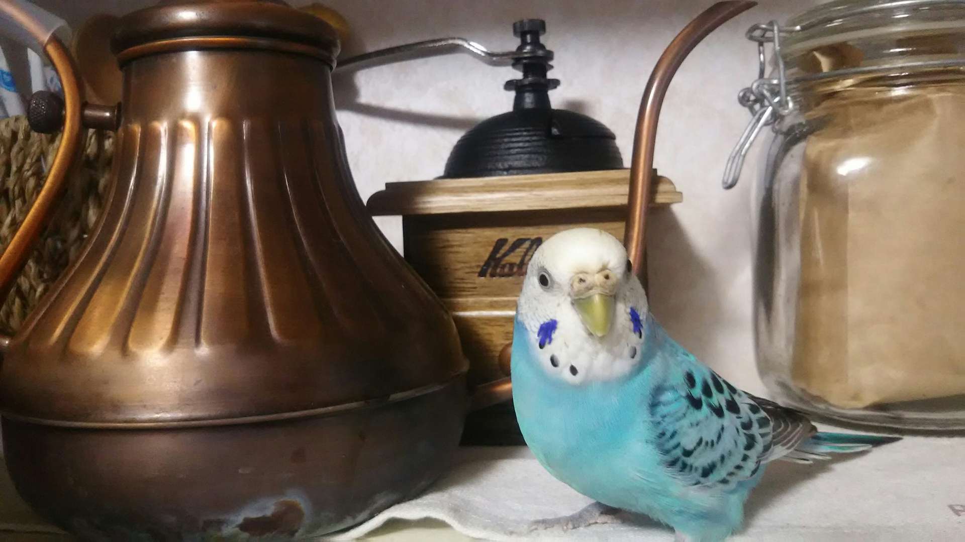 ぽこさんのプロフィール画像