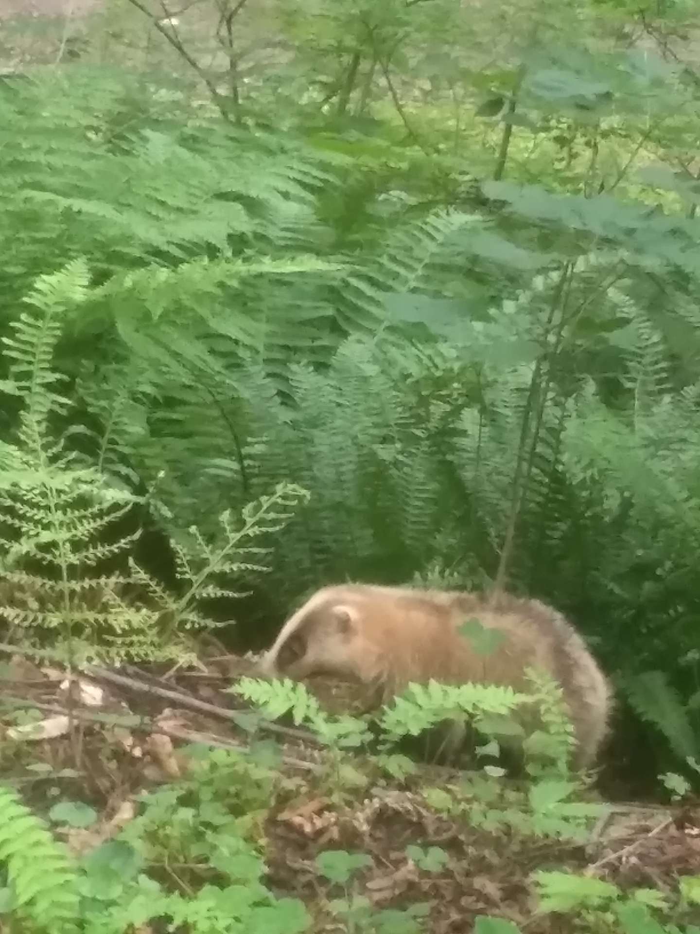 nijinsky1967さんのプロフィール画像