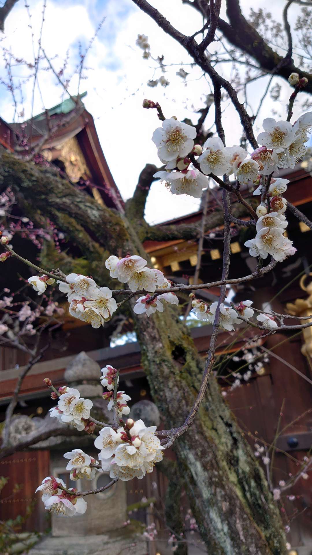 pothosさんのプロフィール画像