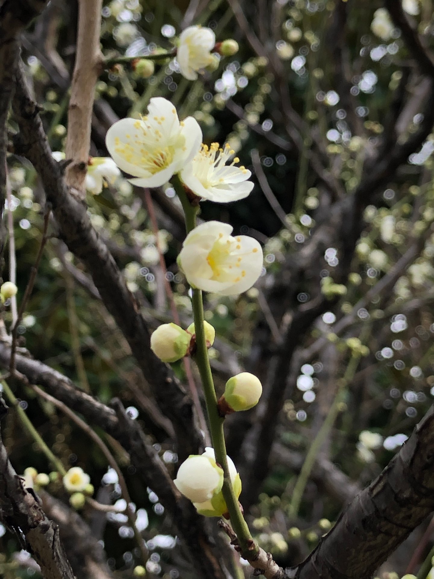 華さんのプロフィール画像