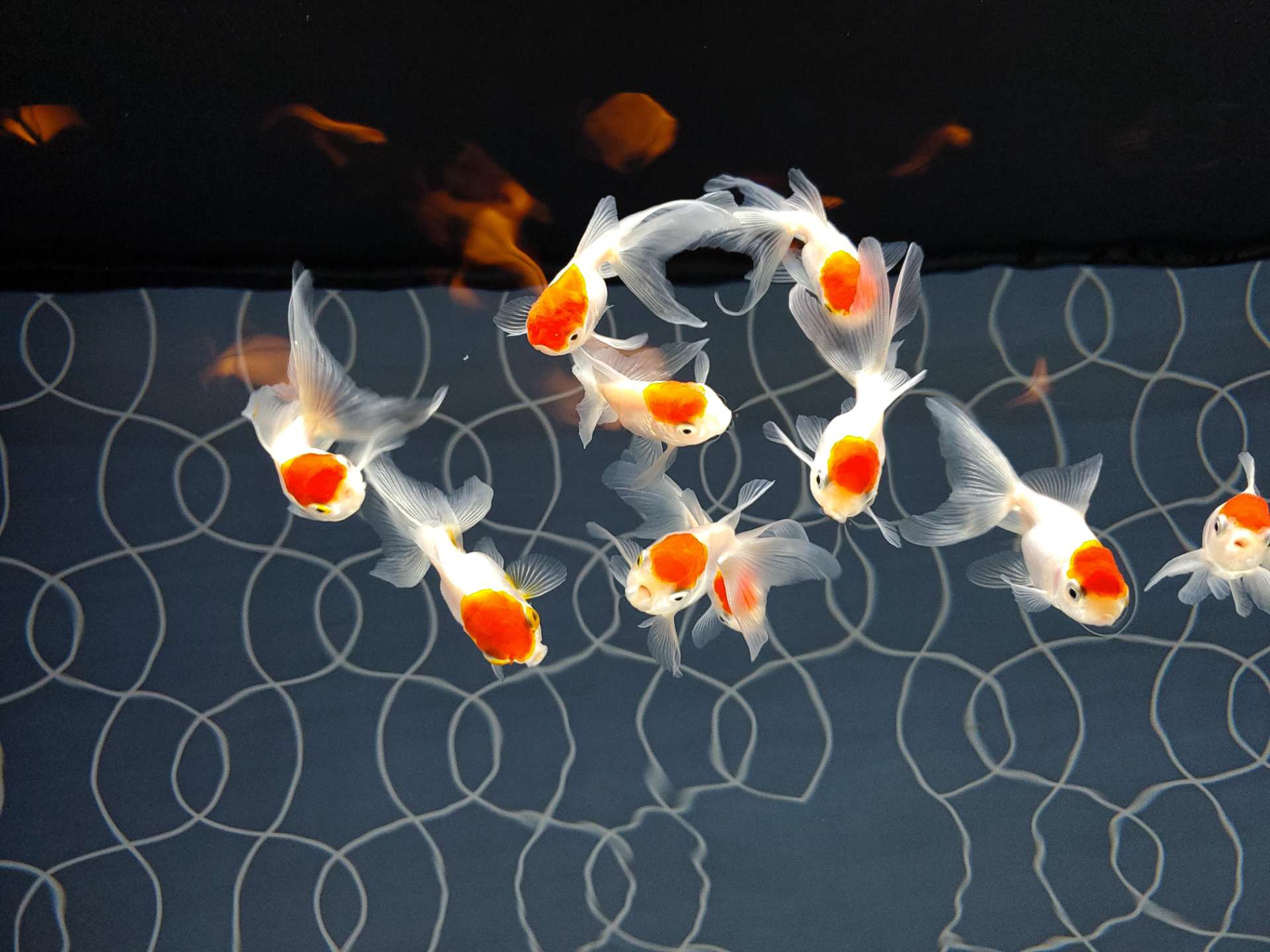 凛さんのプロフィール画像