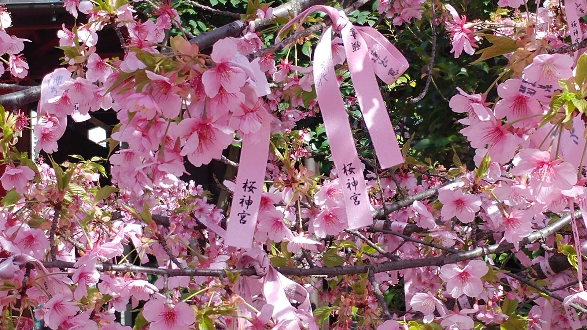 あずきななさんのプロフィール画像