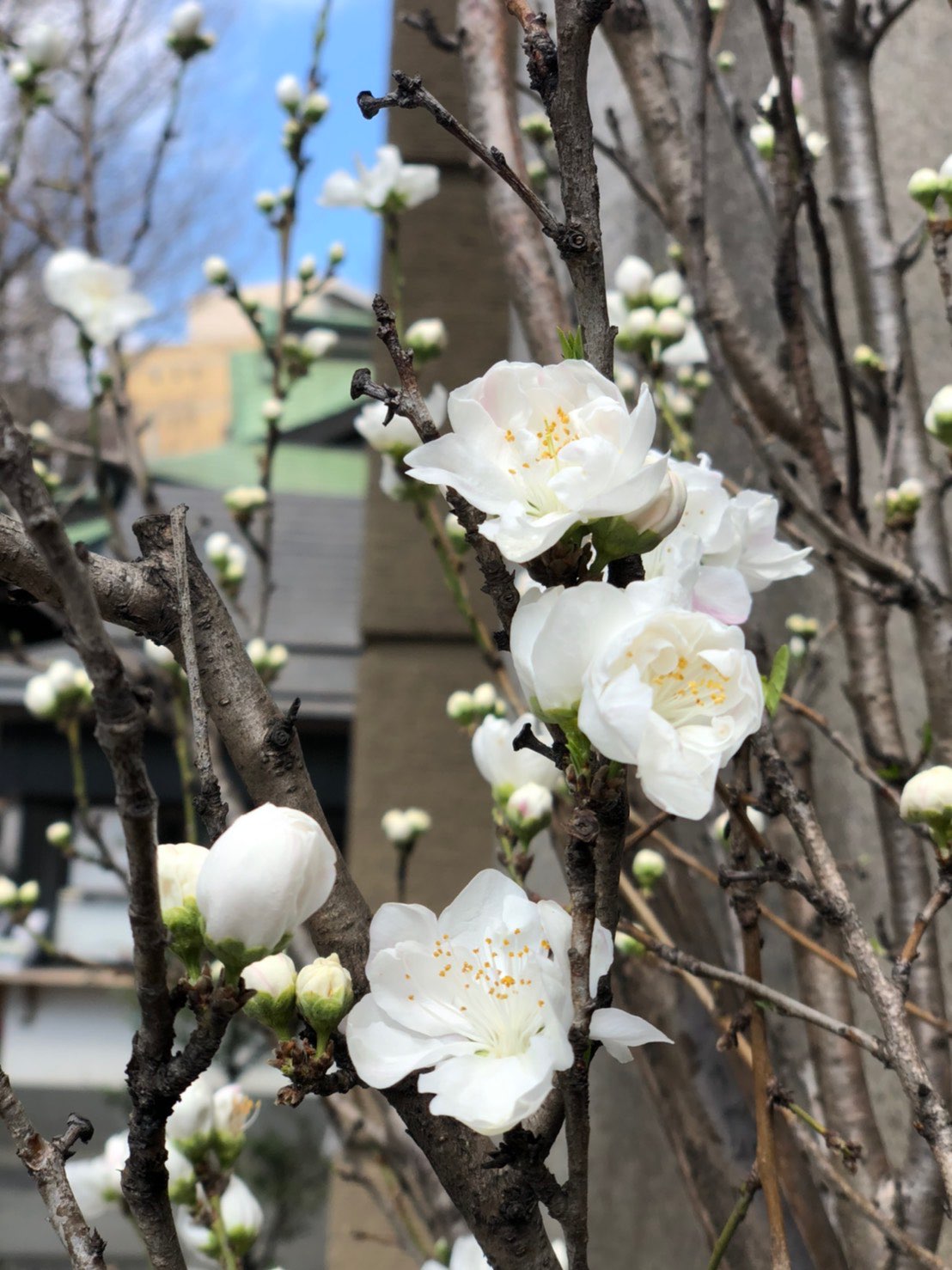 goshuin_by.miyuさんのプロフィール画像