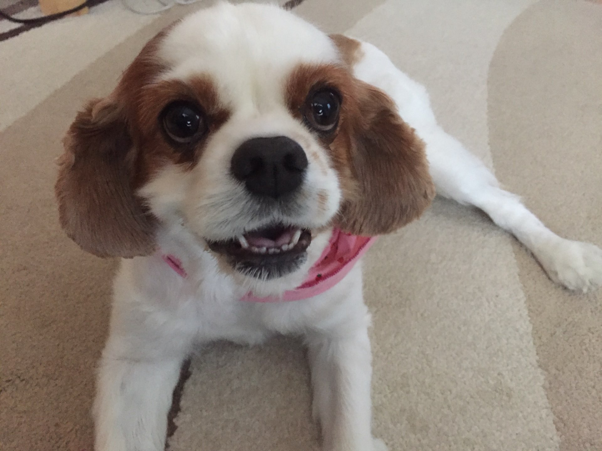 momoさんのプロフィール画像