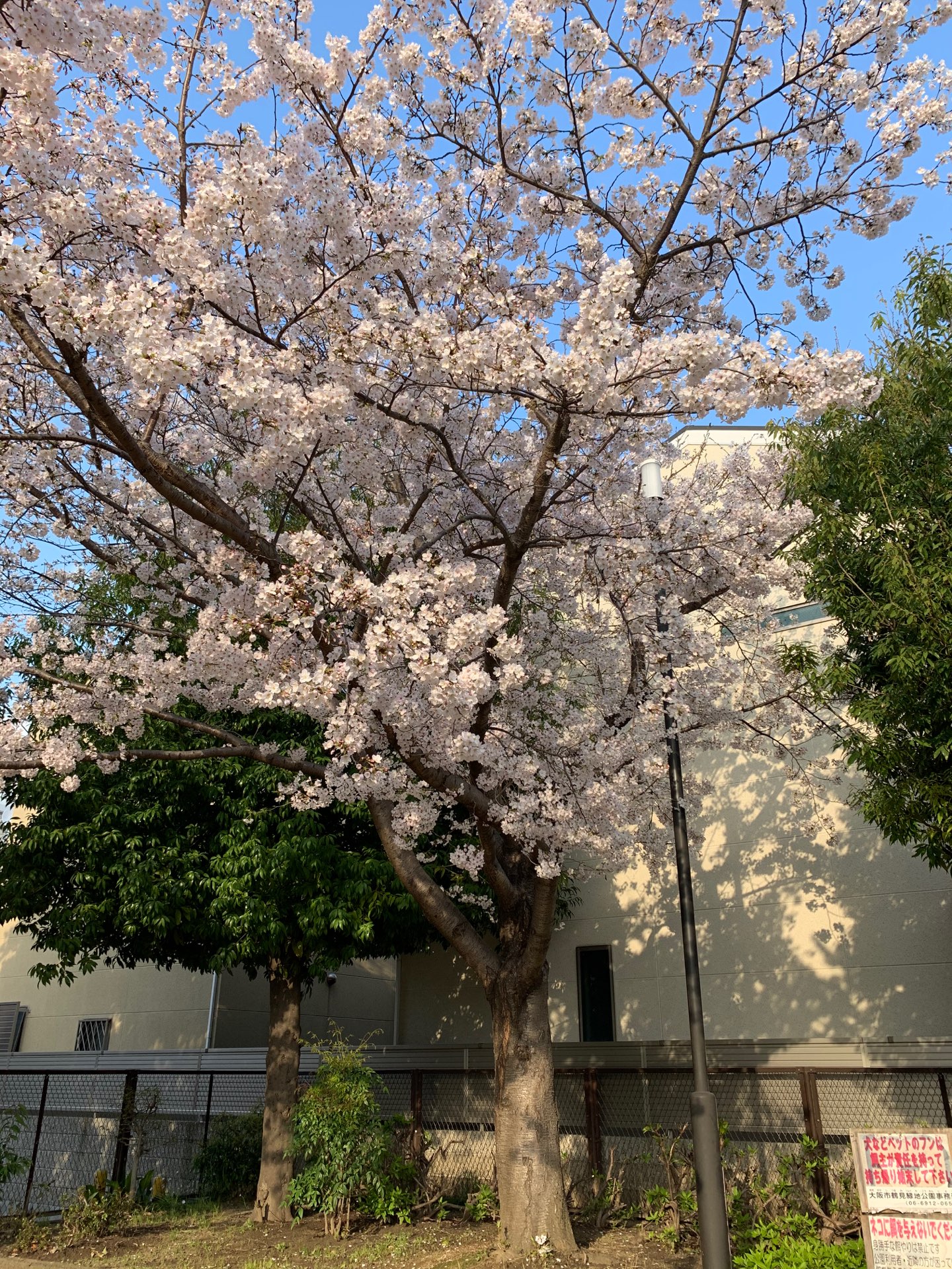 ままみさんのプロフィール画像