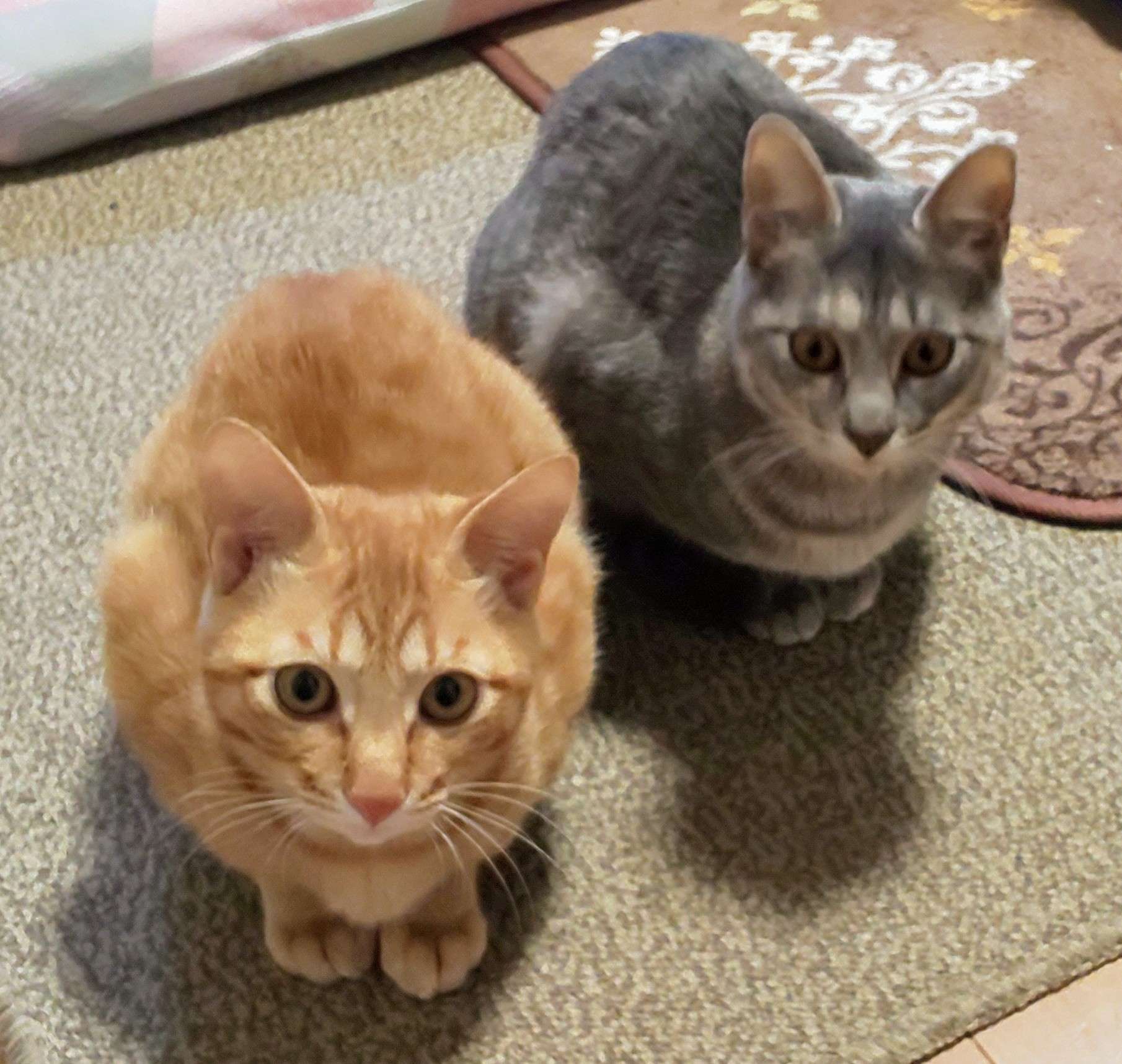 メリックさんのプロフィール画像