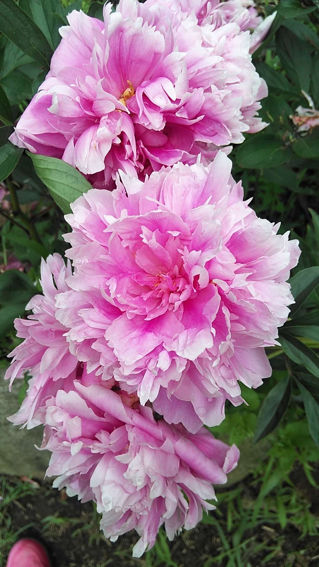 ももたさんのプロフィール画像