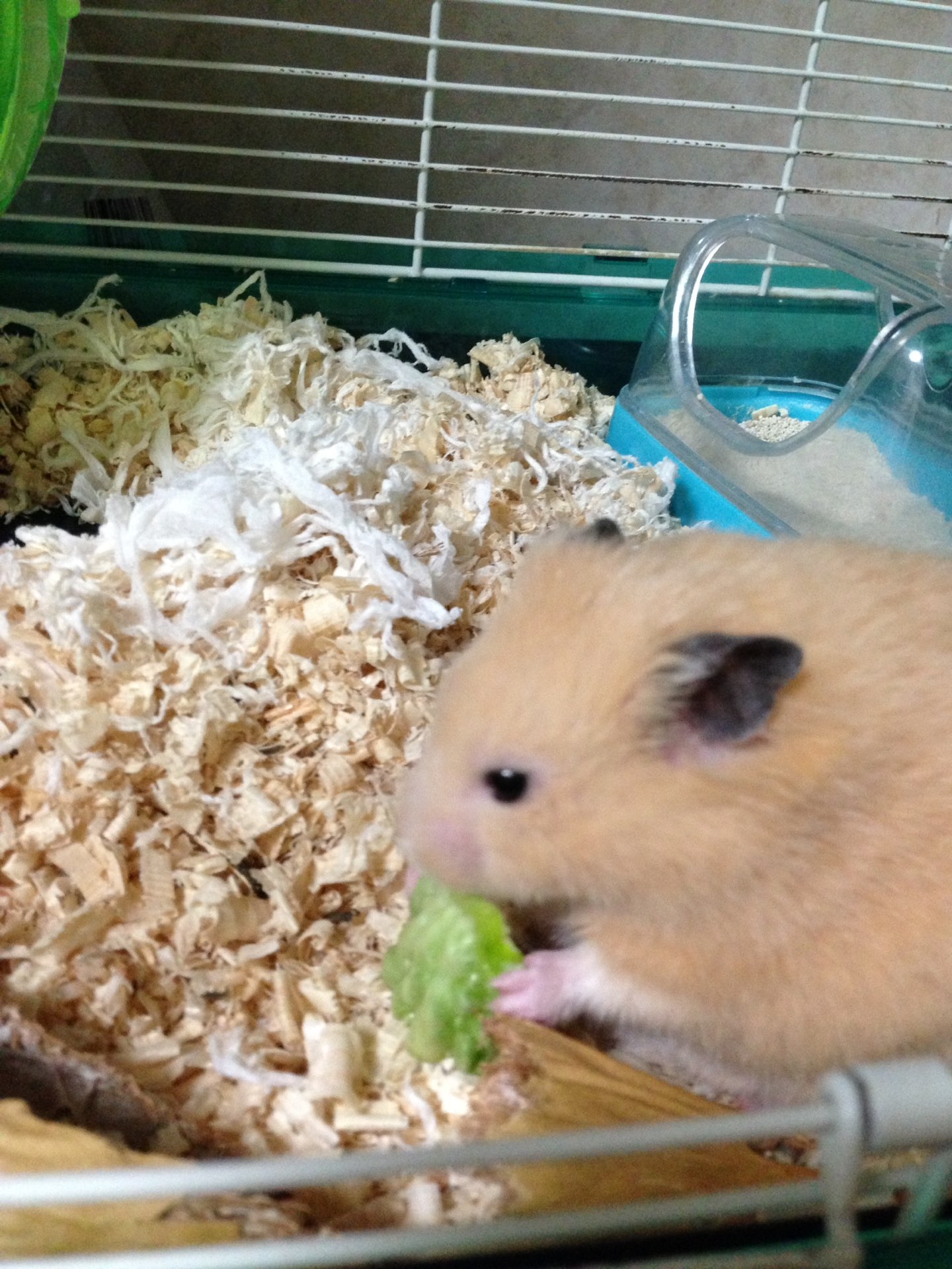 pooさんのプロフィール画像