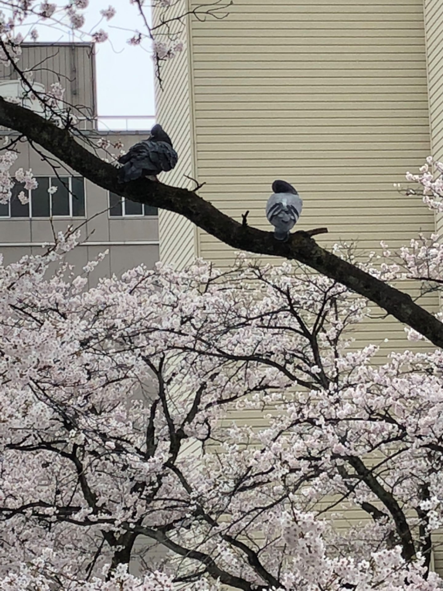 さすらう親父さんのプロフィール画像