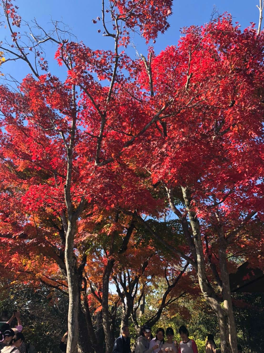 マッスルさんのプロフィール画像