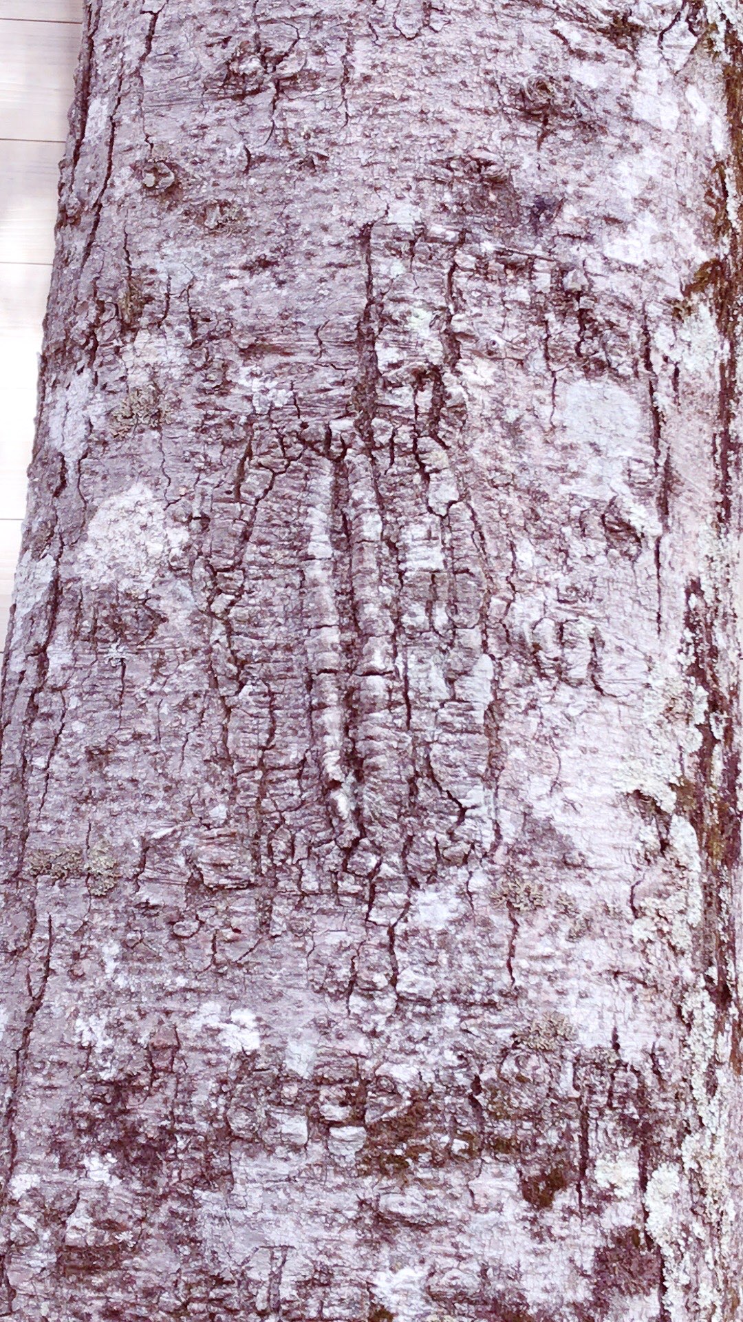 アリメラヴさんのプロフィール画像