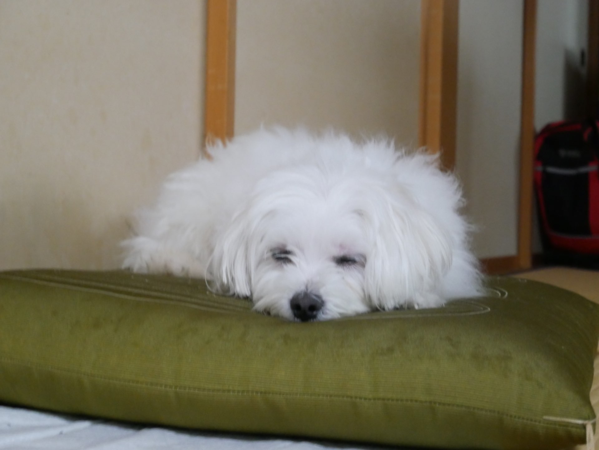 かっこさんのプロフィール画像