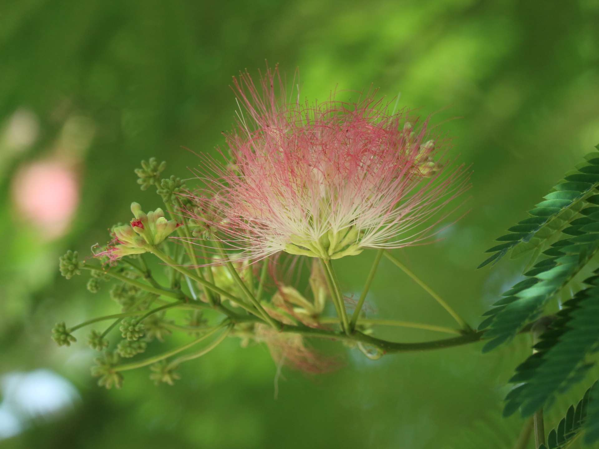 ねむのきさんのプロフィール画像