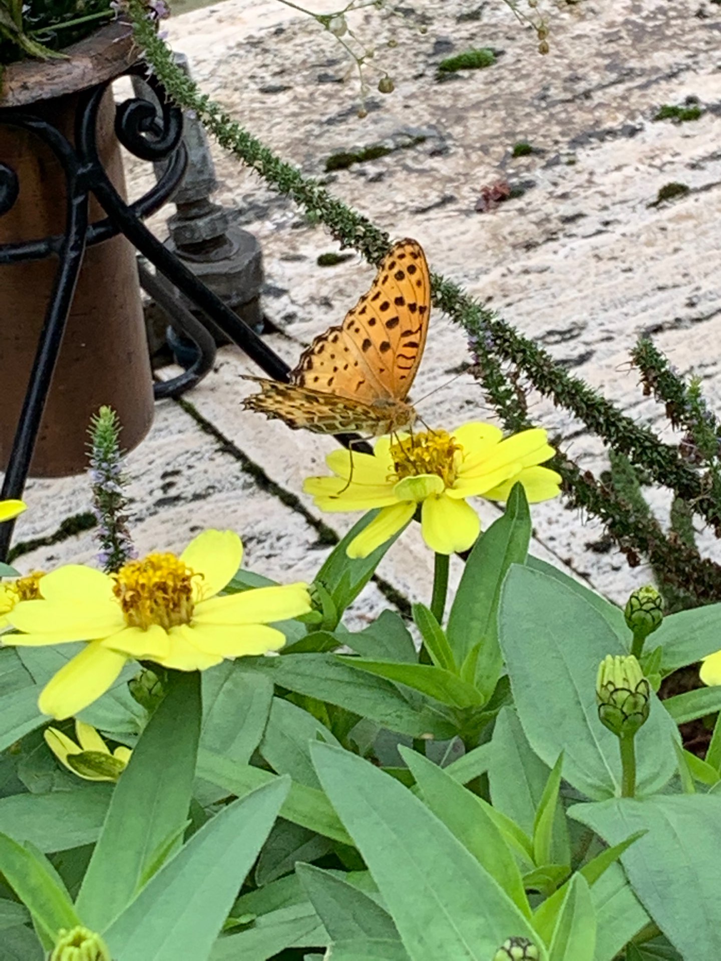 I am さんのプロフィール画像