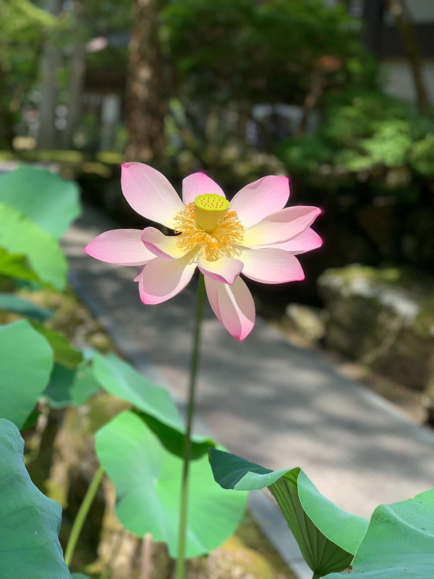 zominさんのプロフィール画像