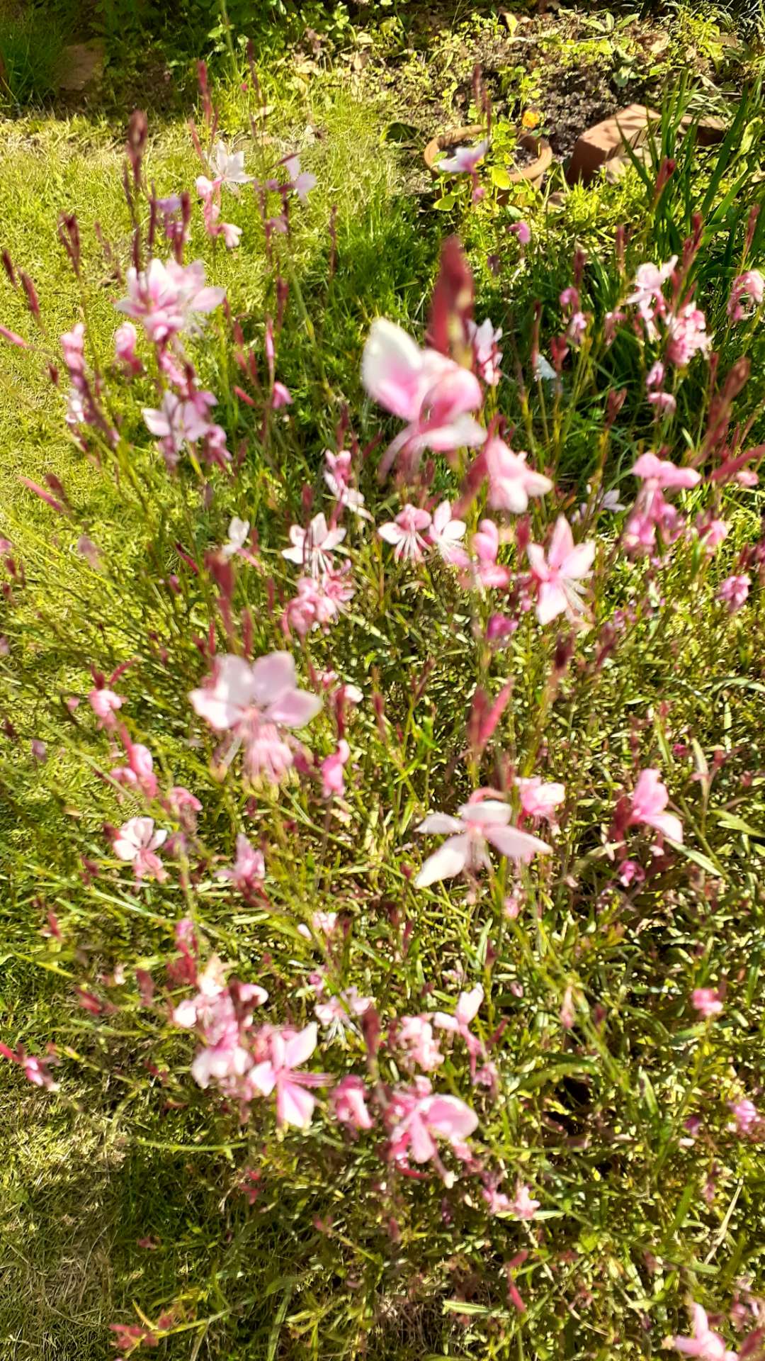 ポポポほーんさんのプロフィール画像