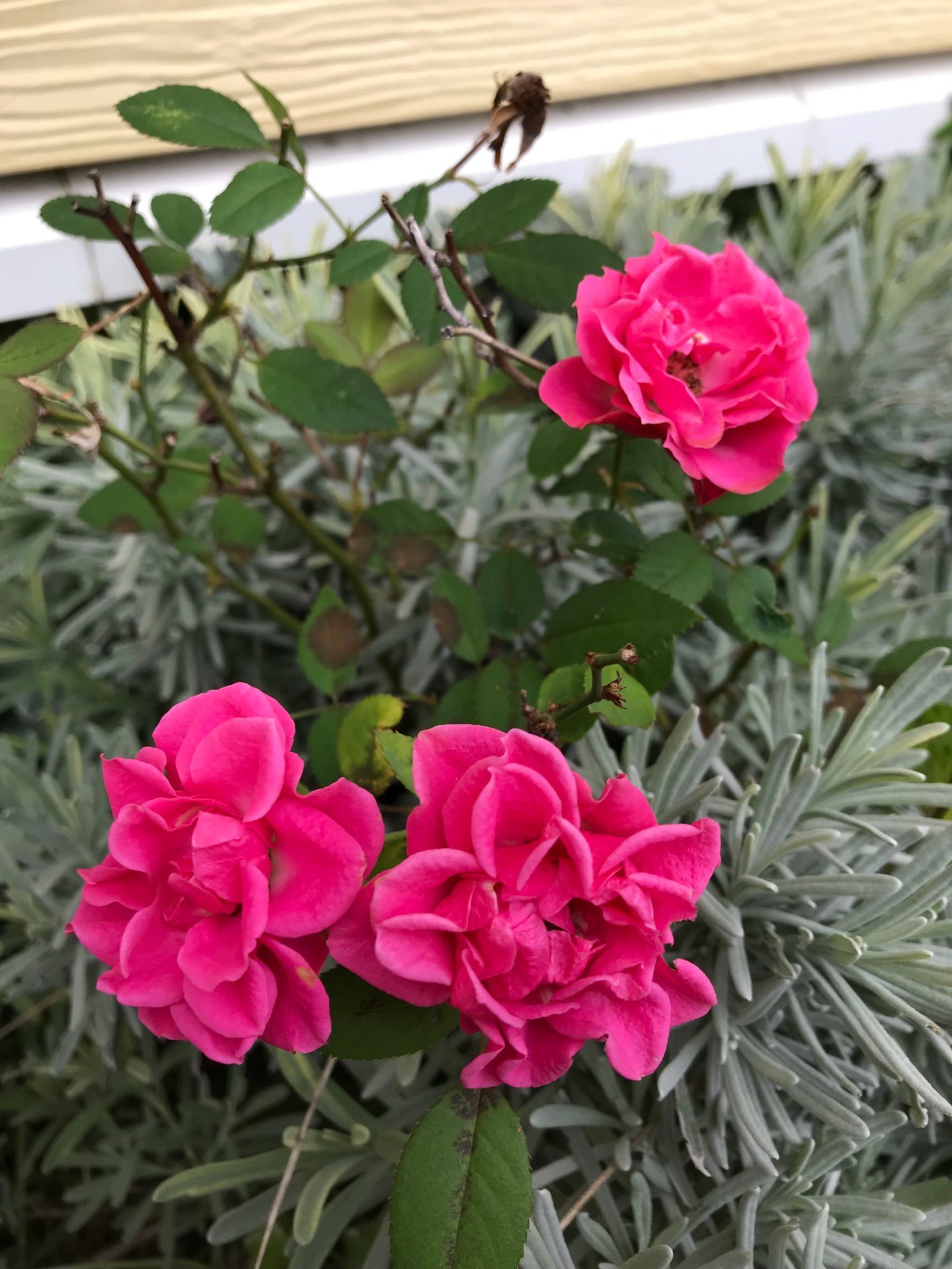 パル羽花さんのプロフィール画像