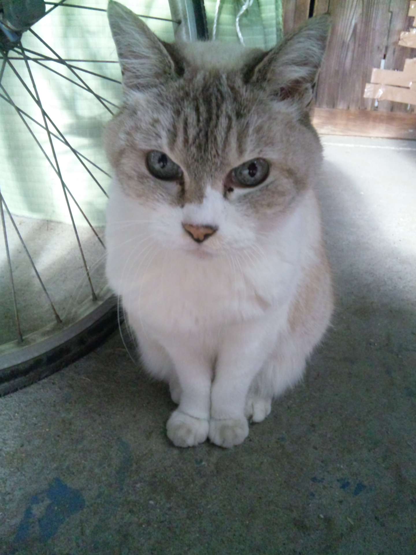 じんべいさんのプロフィール画像