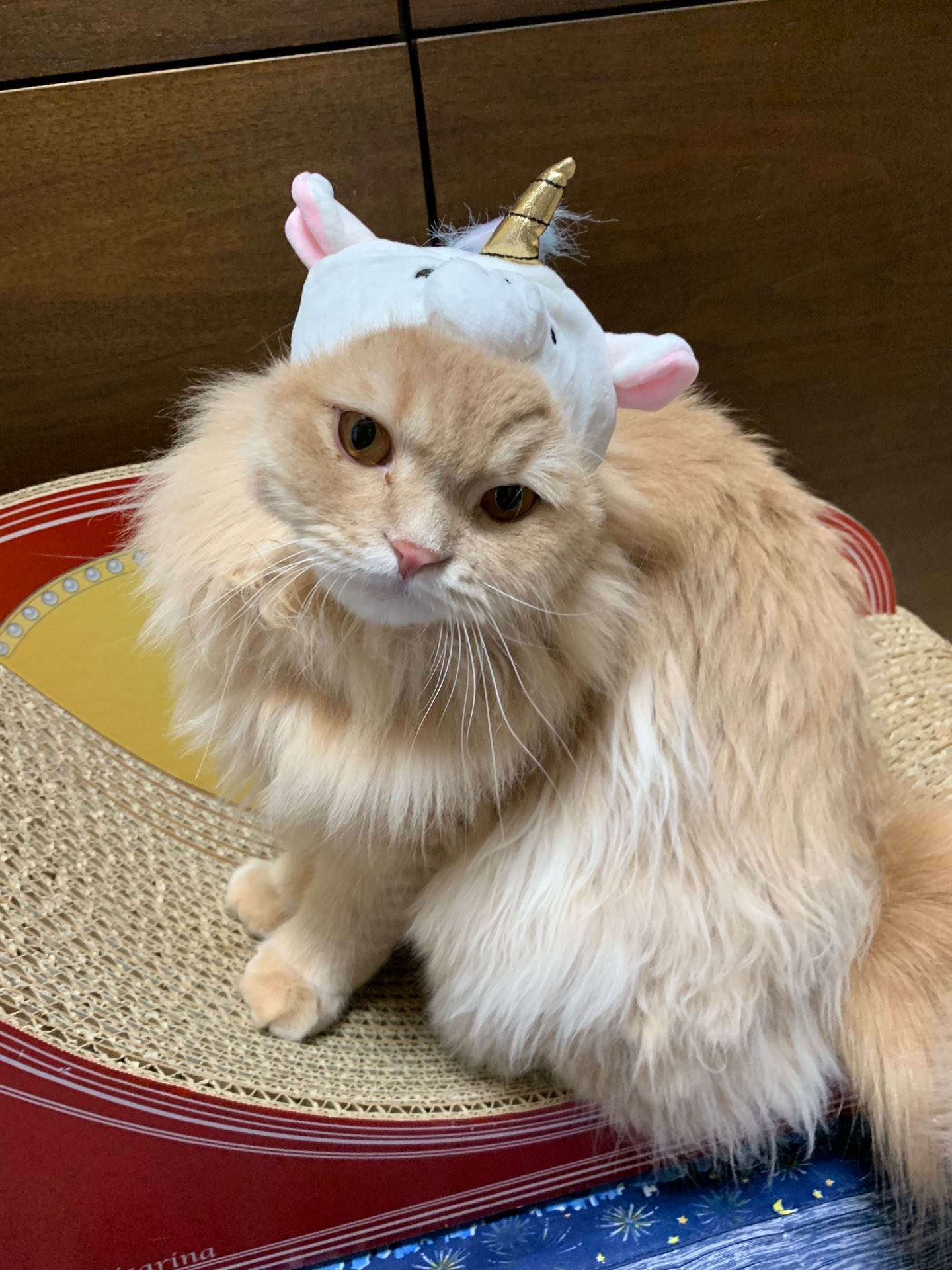 豆のすけさんのプロフィール画像